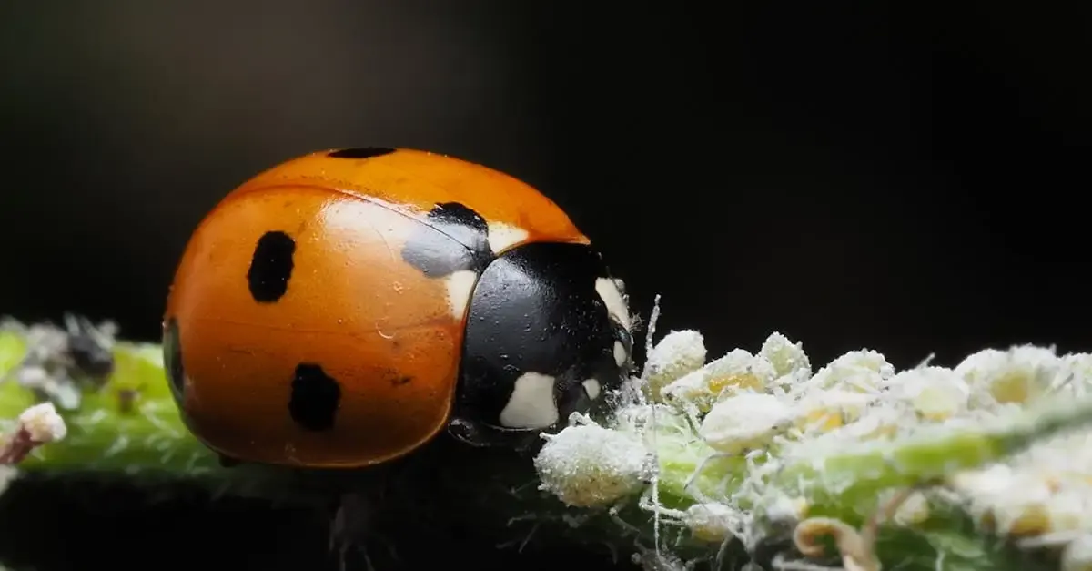 Biologische schädlingsbekämpfung im garten