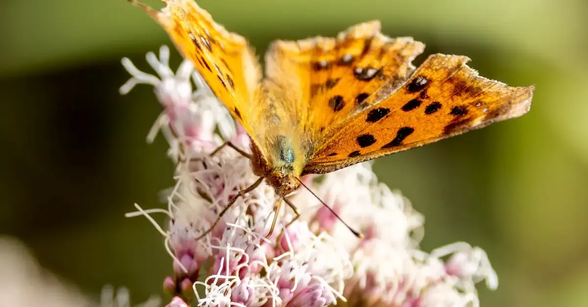 Biodiversität garten