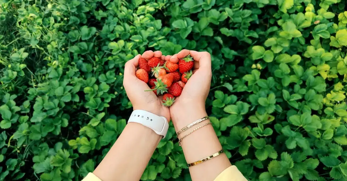 Erdbeeren düngen garten