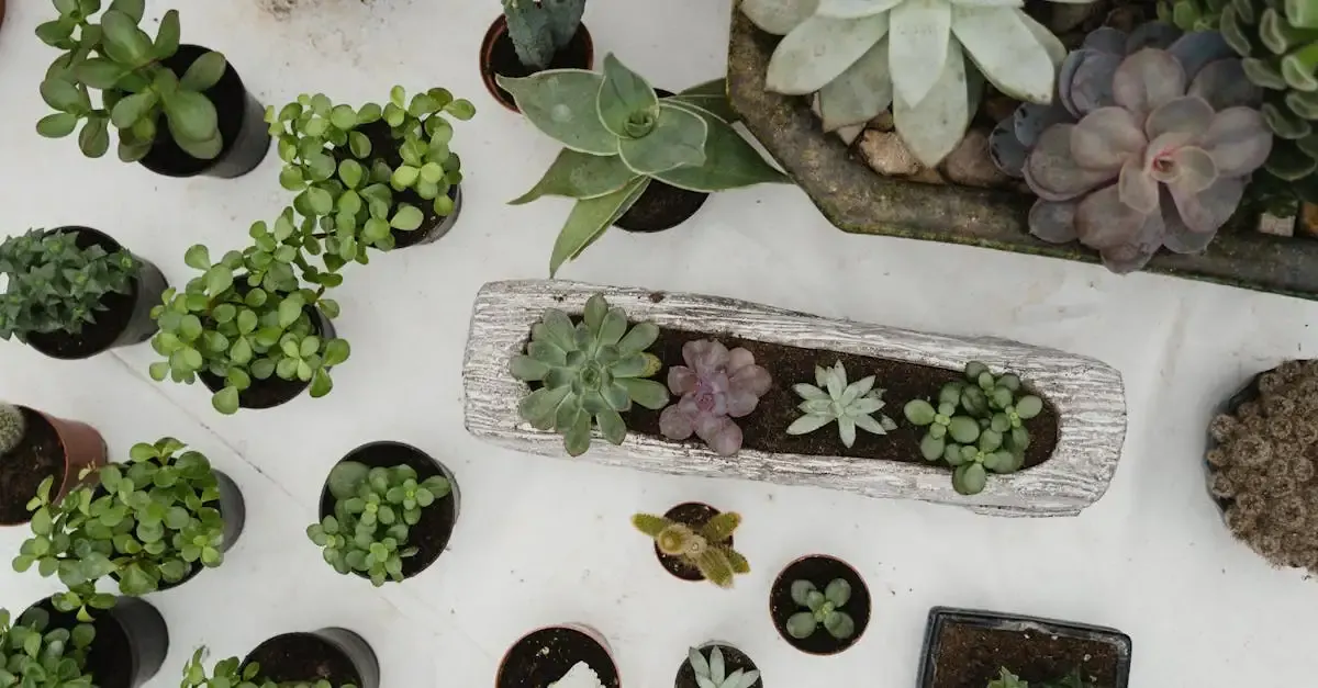 Garten Dinslaken: Tipps, Pflege und Gestaltungsideen