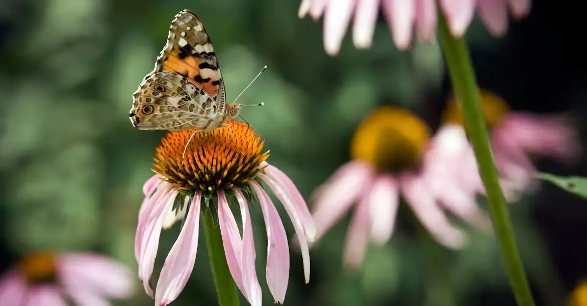 Garten gewinnspiele