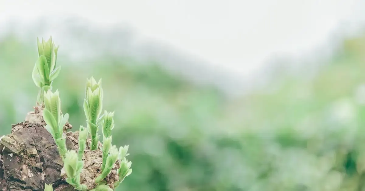 Garten- und Landschaftsbau: Selbstständig machen