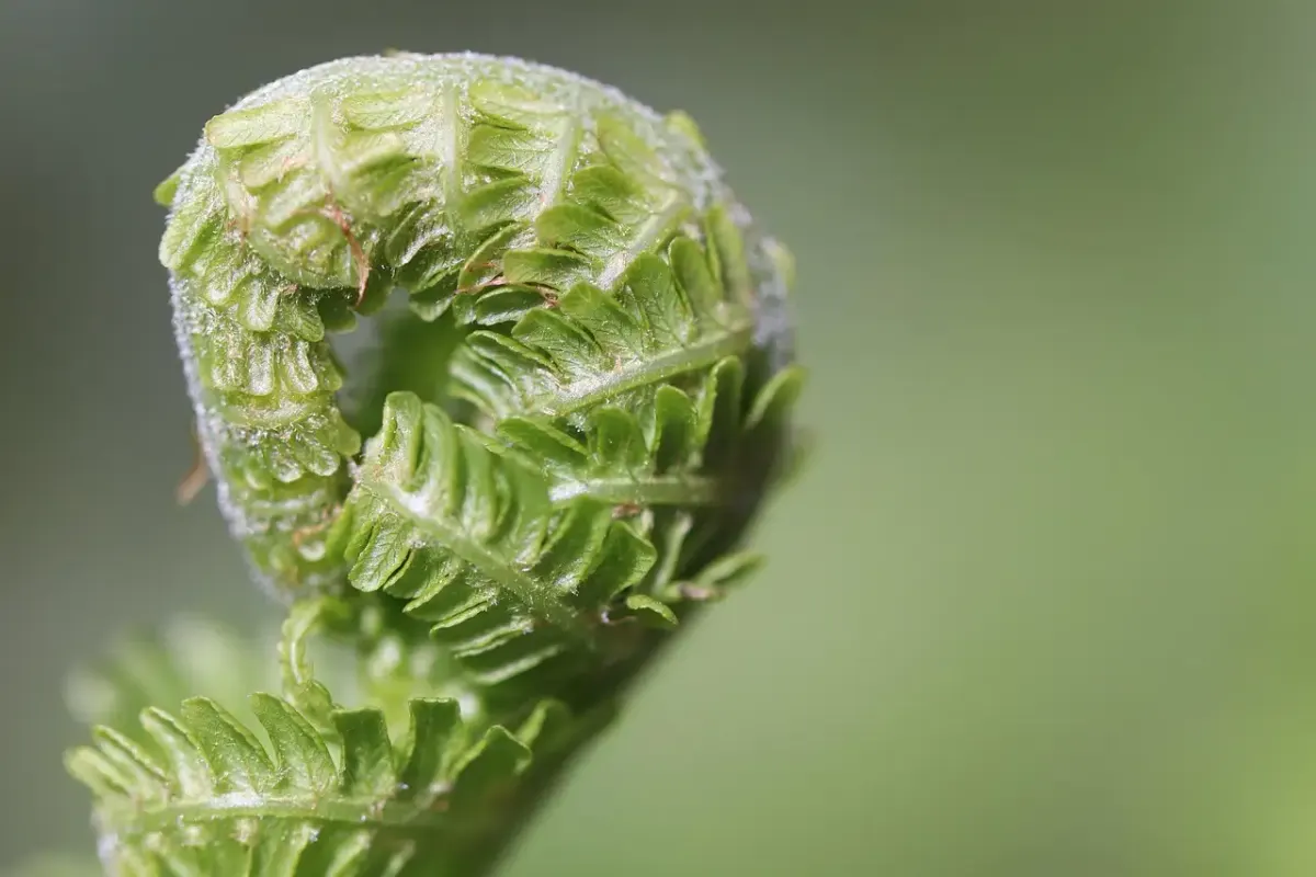 Garten Münster: Tipps, Pflege und Gestaltung für Ihr grünes