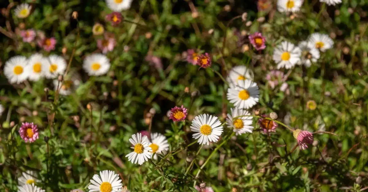 Naturnaher Garten anlegen: Tipps für Biodiversität und Insekten