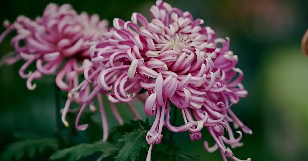 Garten informationen