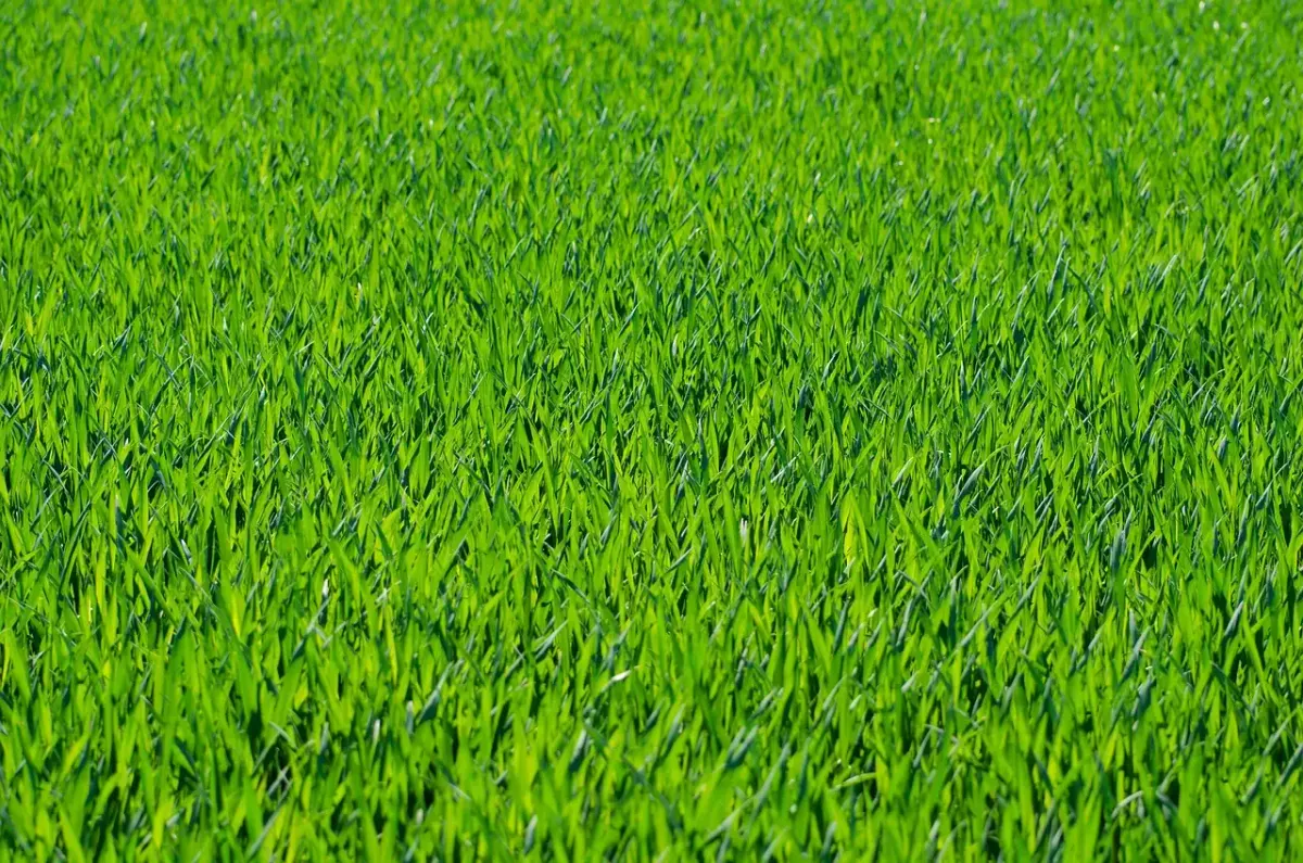 Öffentliche ausschreibungen garten und landschaftsbau