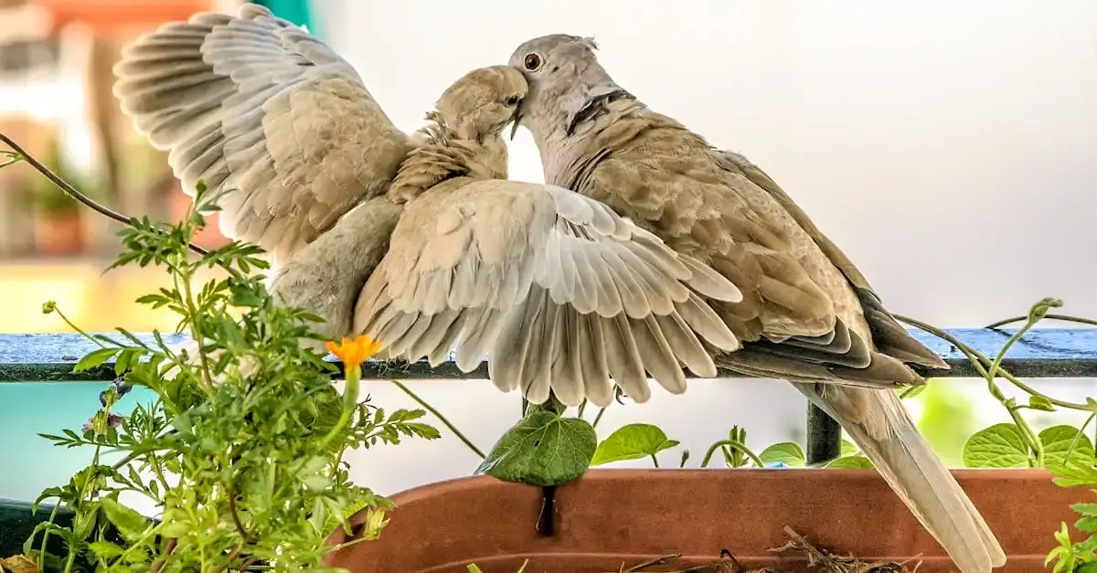 Tauben im Garten vertreiben: Effektive Tipps und Tricks