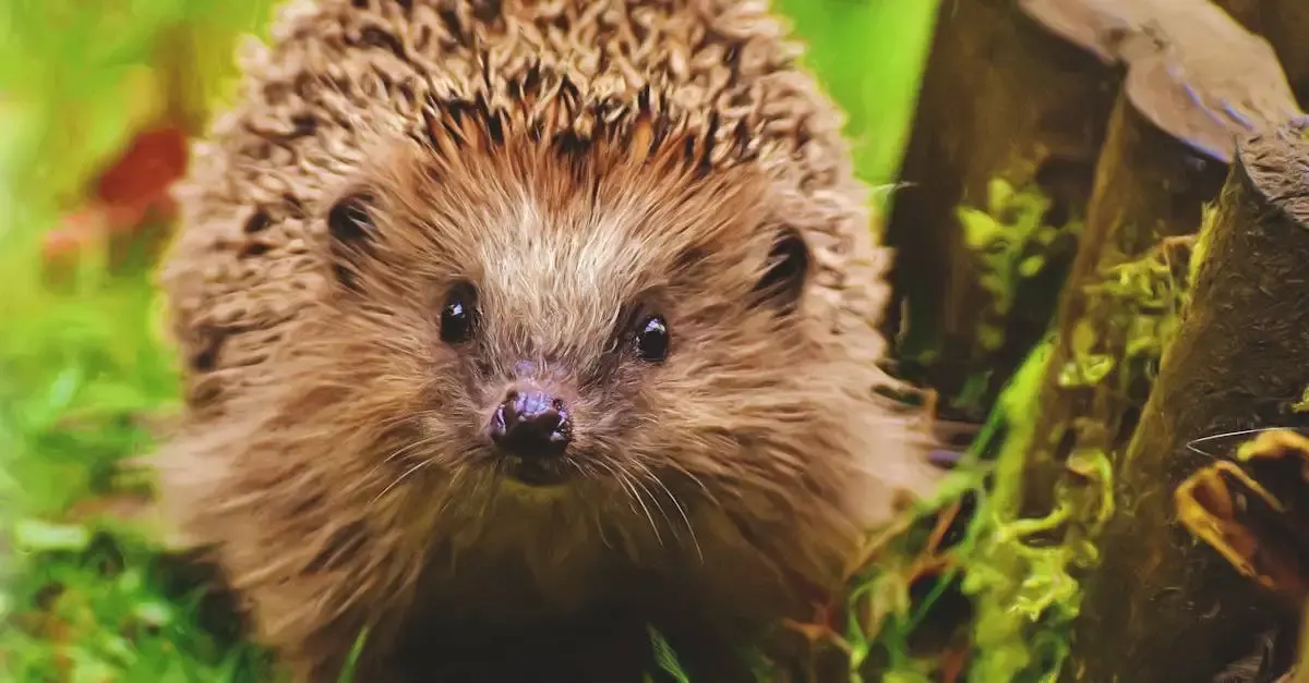 Igel und Ratten im Garten: Tipps für ein harmonisches