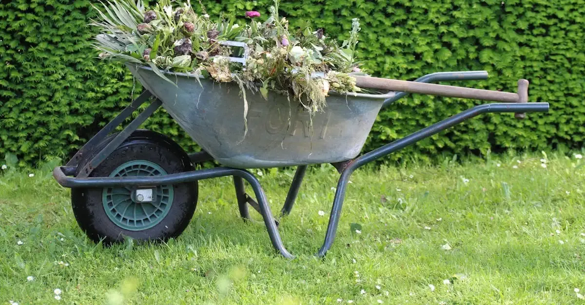 Garten gras pflegen