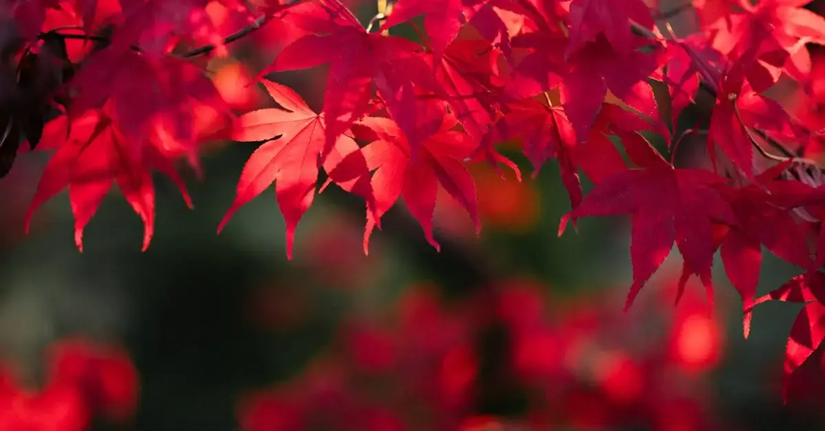 Garten newsletter