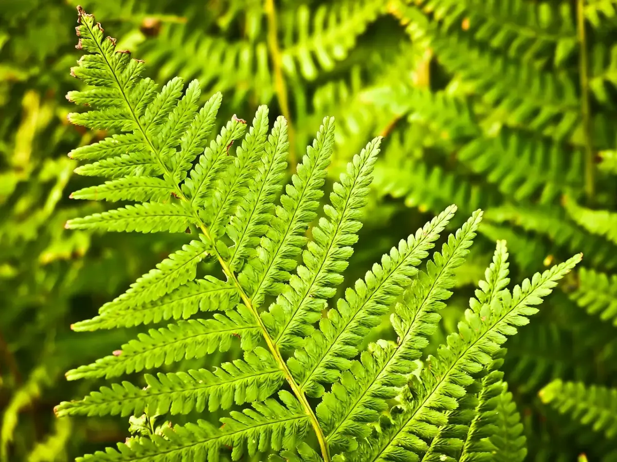 Selbstständig machen im Garten- und Landschaftsbau