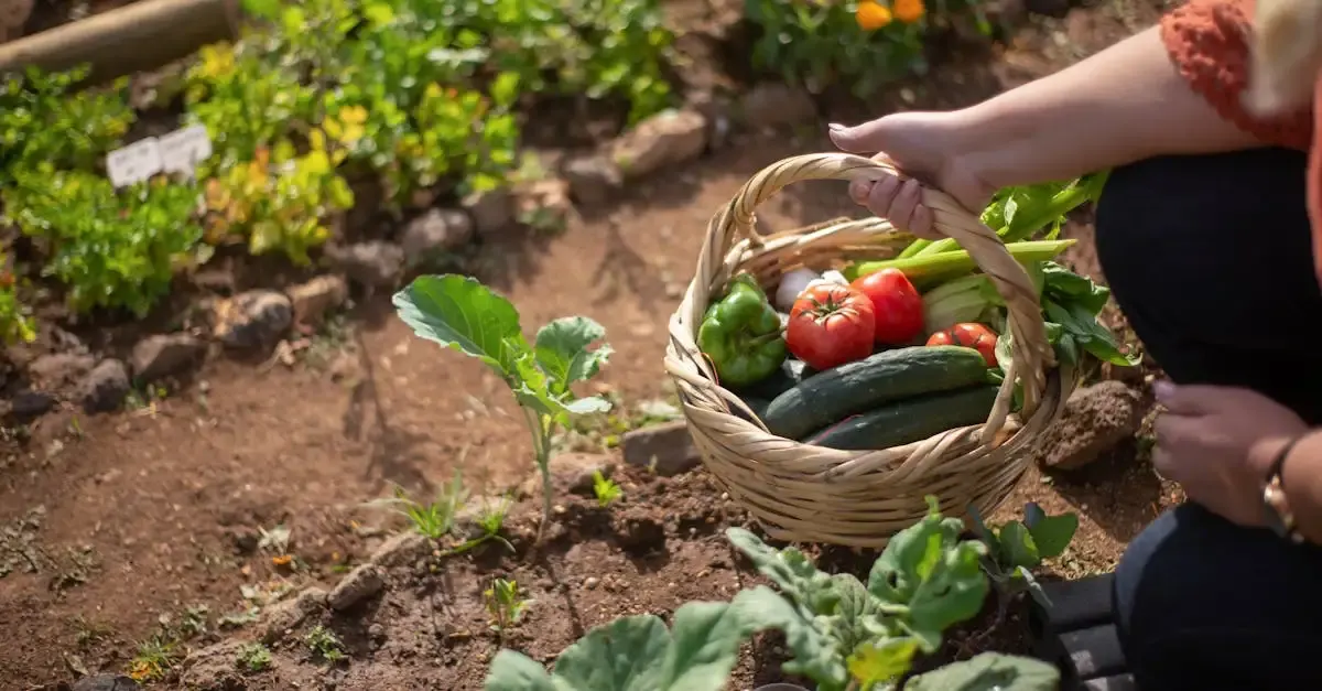 Wie lege ich einen mediterranen garten an