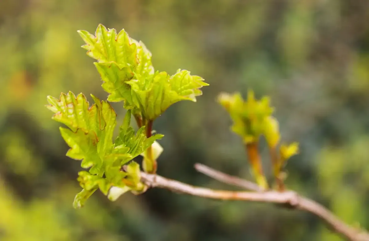 Invasive pflanzen im garten