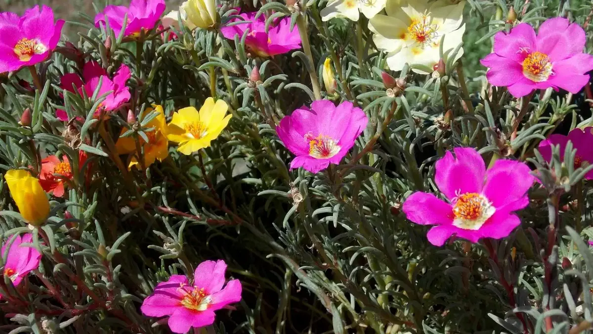 Katzenabwehrmittel garten