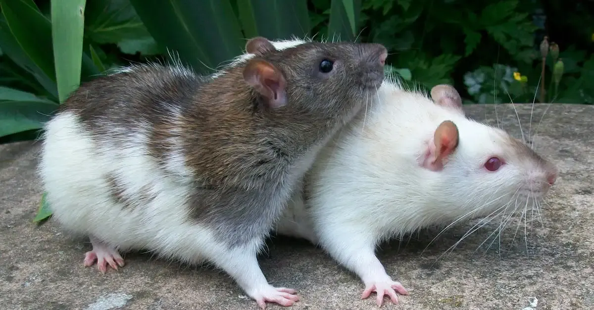 Was hilft gegen mäuse und ratten im garten