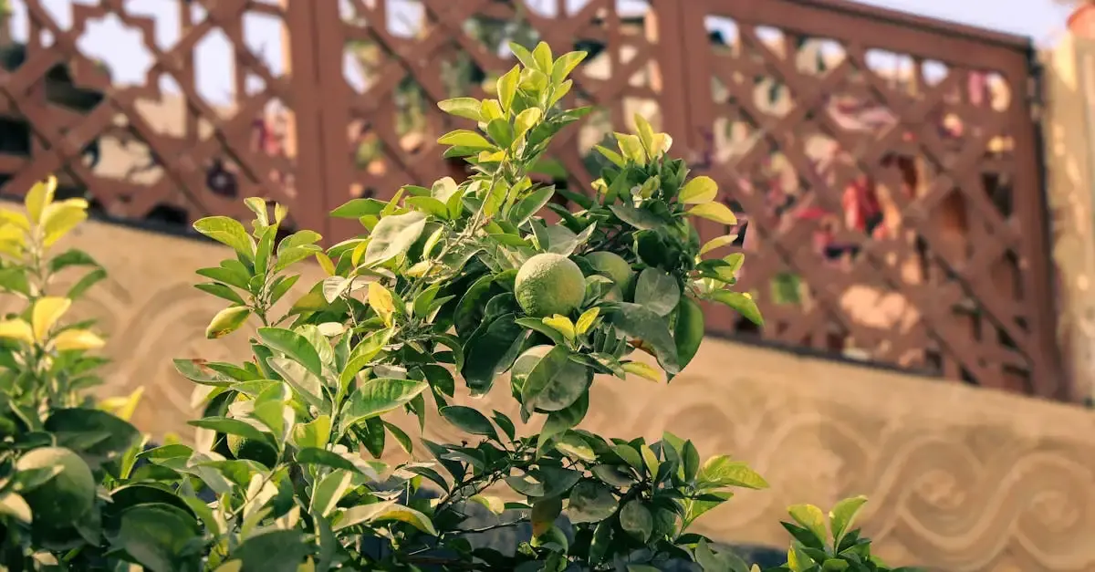 Wie lege ich einen mediterranen garten an