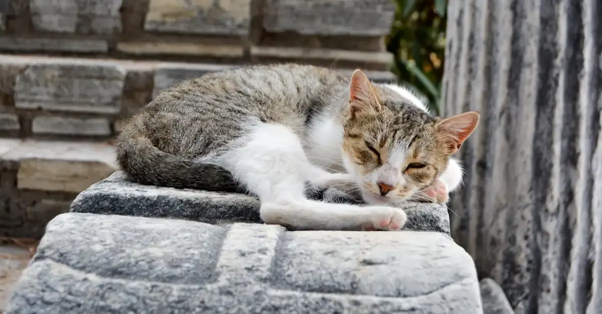 Hunde und Katzen fernhalten: Effektive Mittel für den Garten
