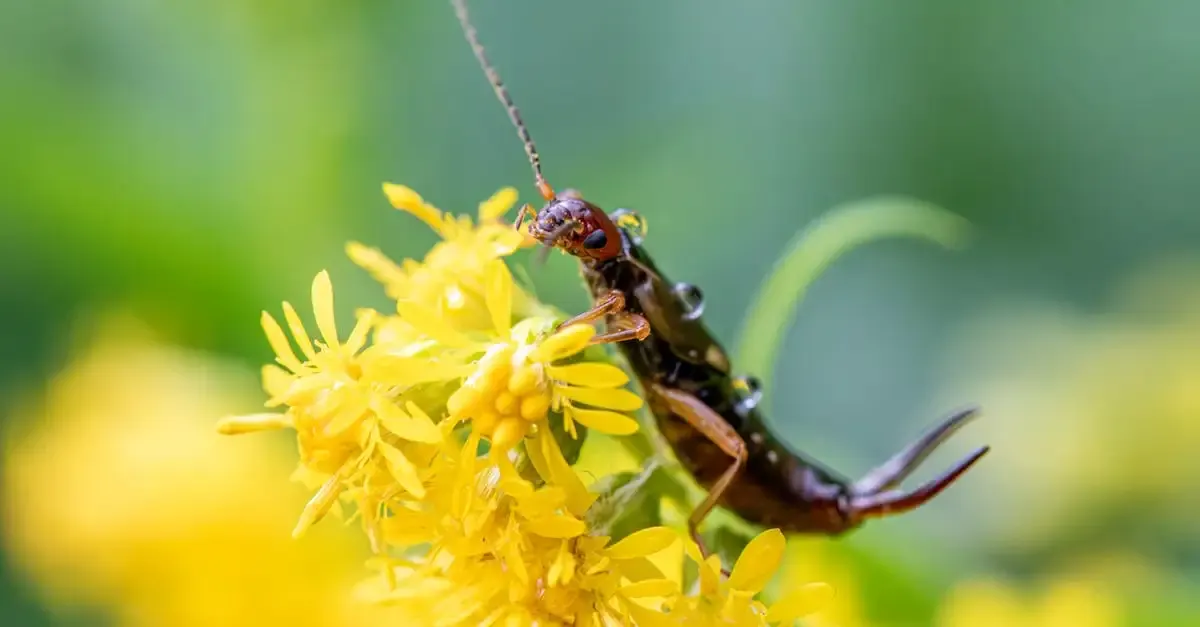 Ohrenkneifer im Garten vertreiben: Effektive Mittel und Tipps
