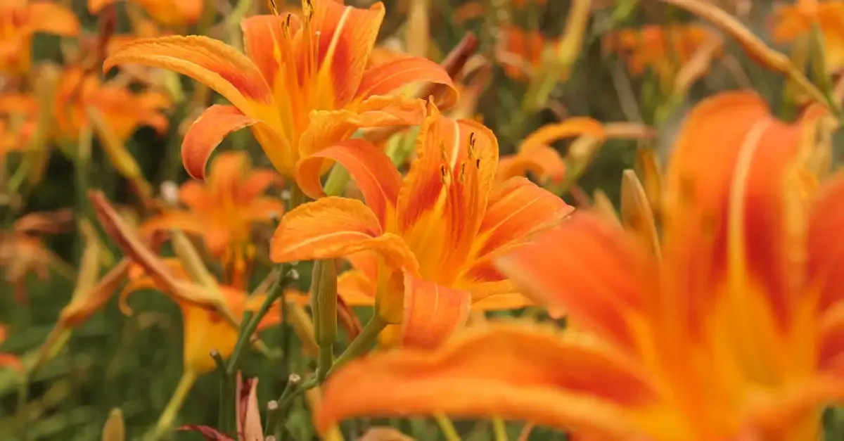 Garten sommer