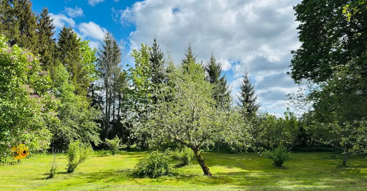 Sommer garten