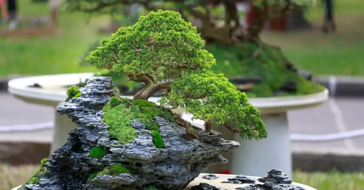 Svan garten und bonsai