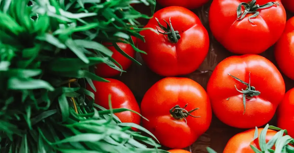 Tomaten im gewächshaus garten
