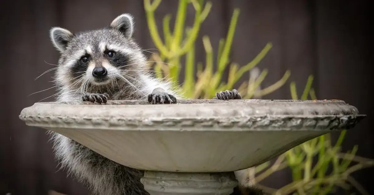 Waschbär im Garten: Wen anrufen und was tun?