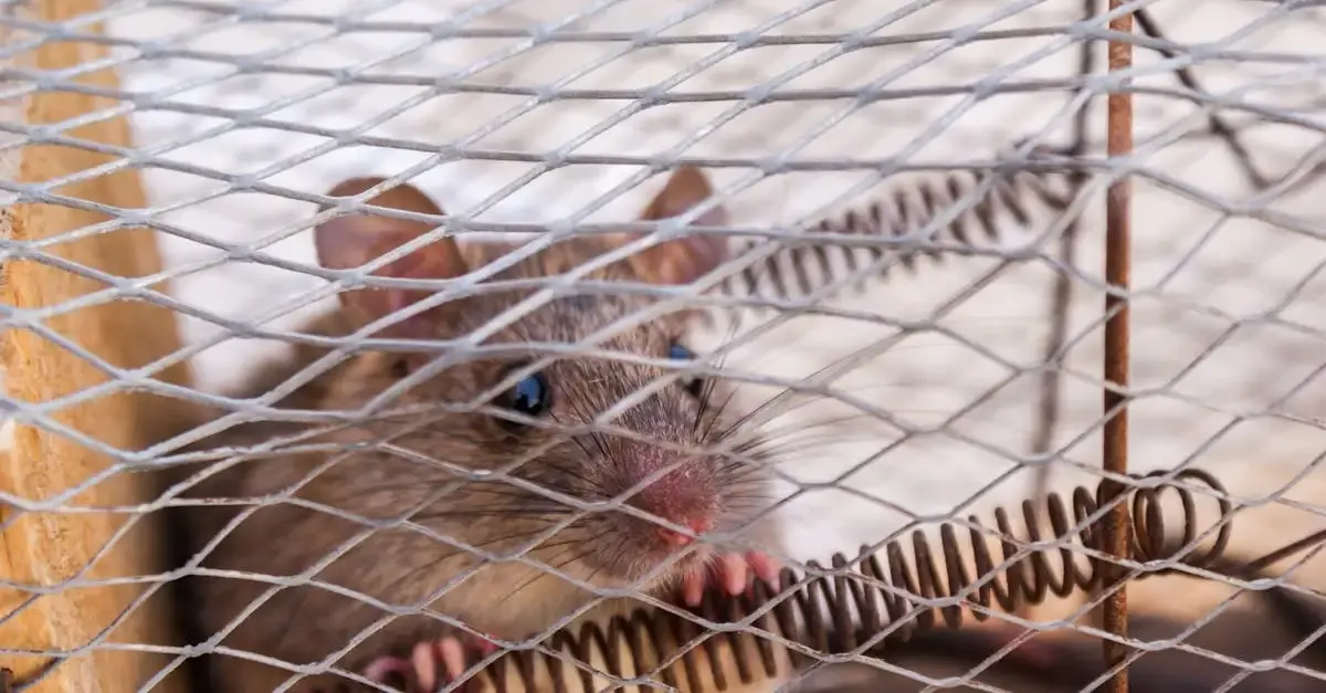 Ratten im Garten: Wer trägt die Kosten für den Kammerjäger?