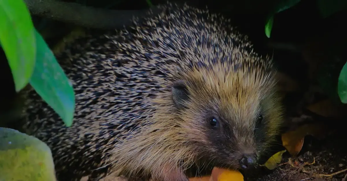 Wie alt werden igel im garten