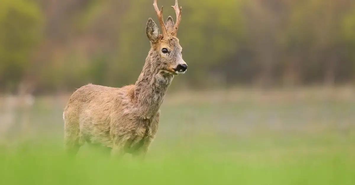 Rehe im Garten vertreiben: Effektive und tierfreundliche