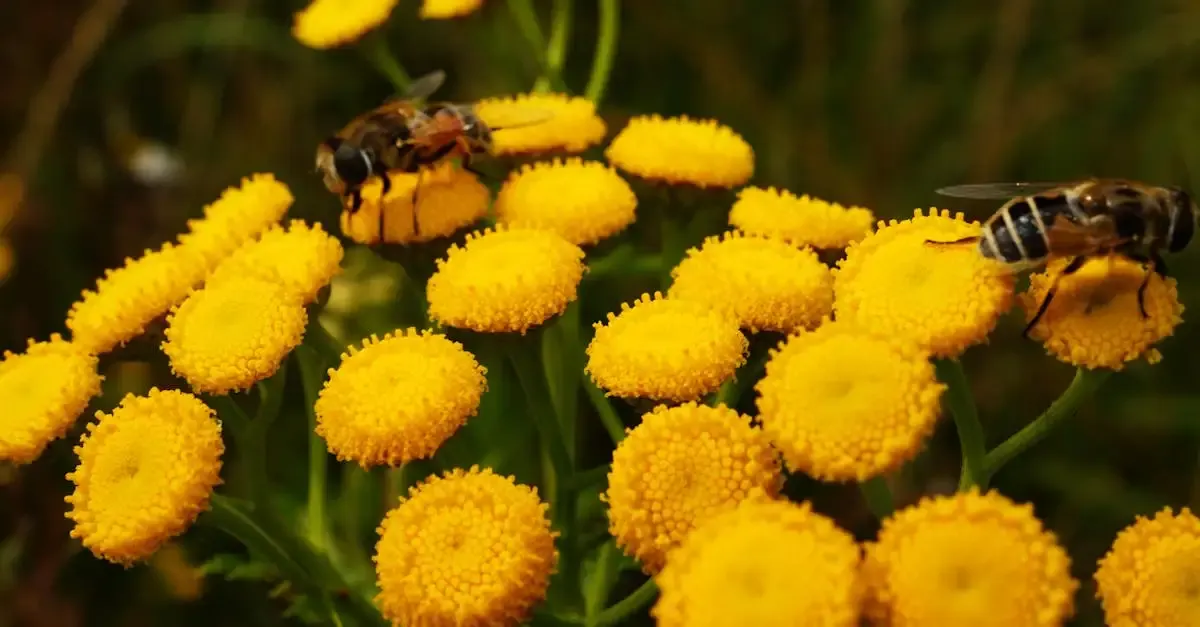 Wildbienen garten anlegen