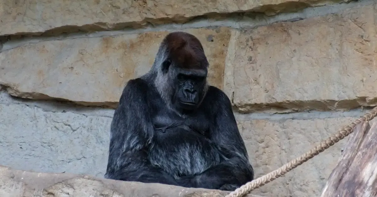 Bahnhof zoologischer garten berlin