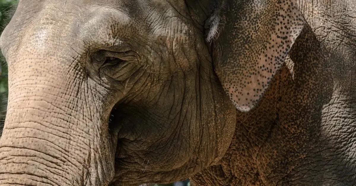 Zoologischer Garten Berlin: Tiere, Tickets & Öffnungszeiten